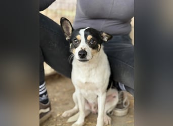 Foltos LM – kleiner Hund mit großem Herzen