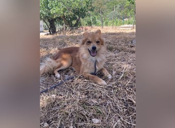 Romeo – riesengroßes Hundeherz im feinen, kleinen Pelz!