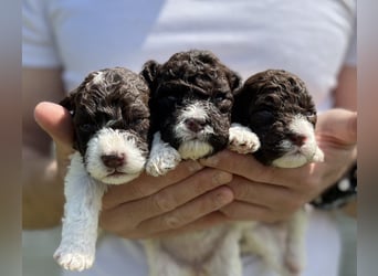 Lagotto Romagnolo, Welpen von ausgezeichneter Qualität