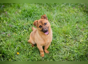Raffi: Hundekind sucht ein Zuhause