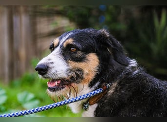 Kathy, Mix Border Collie / Griffon, lieb und sozial