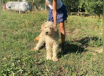 Jackline, süße Briard Hündin sucht …..