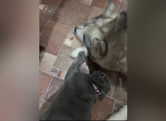 KRIT- perfekter Familienhund