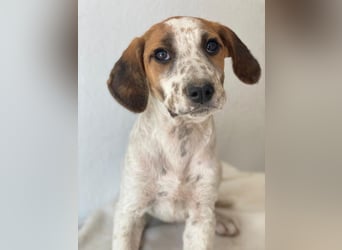Danira, geb. ca. 03/2025, lebt in GRIECHENLAND, im städt. Tierheim Serres