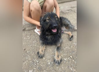Wuscheliger Grey sucht seine Familie
