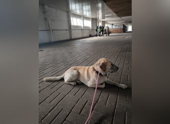 Labrador Golden Retriever Mix 
