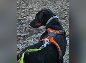 Holly: sucht DRINGEND ihre Endstelle zum Ankommen in 74906 Bad Rappenau