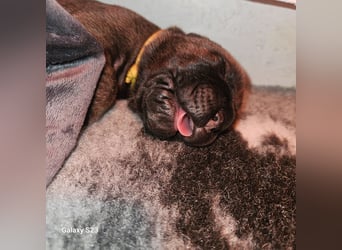 Wir erwarten Cane Corso Italiano Welpen