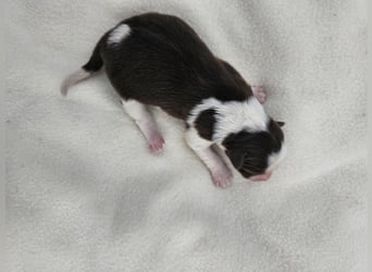 Border Collie Welpen