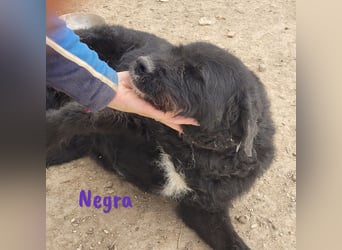 Negra 01/2018 (ESP) - sehr liebevolle, verschmuste und menschenbezogene Schnauzer-Mix Hündin!