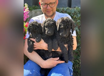 Goldendoodle F1b