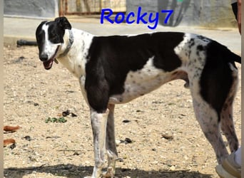 Rocky7 02/2023 (ESP) - sozialer, freundlicher und verschmuster Galgo!