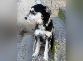 Schnauzer-Mix ♥Milo♥ ein aktiver, absoluter Herzens-Hund