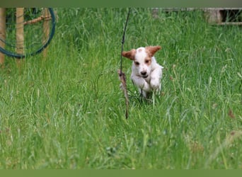 Traumfee - Irish Red and White Setter