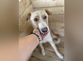 Balou, lieb und verspielt