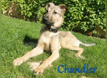 Chandler 10/21 (in Deutschland) - sportlicher, verspielter & gelehriger Rüde, ein toller Begleiter!