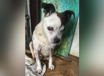 Victor-kleiner Handicaphund sucht Liebe!