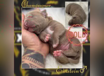 Kingzbullys Classic Edition/American Bully Classic