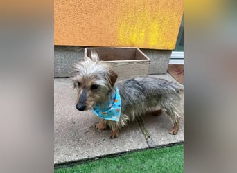 Bert, sehr lieber und neugieriger Mischling, geb. 06/2024