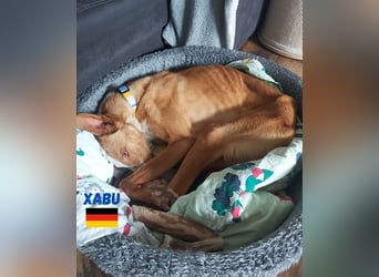 Xabu,geb.08/23,lieber Podenco Rüde sucht seine Familie,bereits auf PS