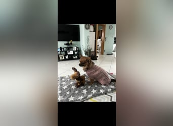 Wurfankündigung unserer Hündin " Bella " langhaar Chihuahua