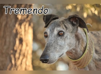 Hat die Tierheimzeit für Tremendo nun endlich ein Ende?