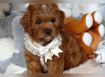 Wunderschöne Cavapoo Welpen F1 (Toypudel/Zwergpudel + Cavalier King Charles Spaniel) mit Ahnentafel