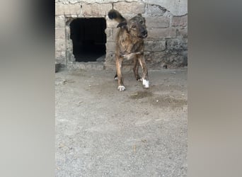 AVA, Hündin, 1,5 Jahre, 52 cm, Mischling, Tierschutz