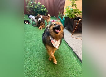 Lilo SR – Verspielte Spitzdame sucht liebevolles Zuhause