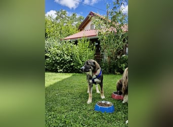 Sunny, menschenbezogen, sehr sozial, katzenverträglich