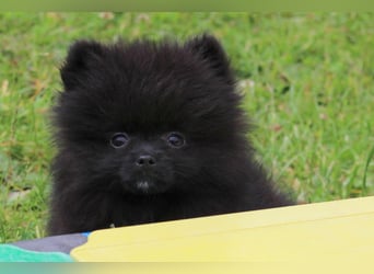 Unser sehr kleines Pomeranian Zwergspitz Mädel "Yulie" sucht Kuschelpartner
