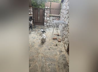 Beagle Mischlingswelpe GEORGY (Dezember 2024) sucht eine eigene Familie
