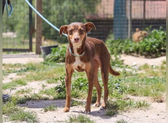 Caju, Mix Pinscher / Chihuahua, lieb und sozial
