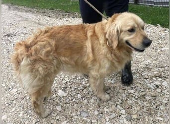 Sam, Golden Retriever