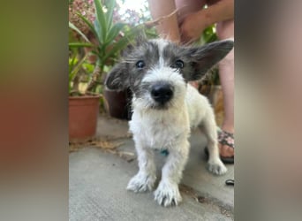 Lobo, geboren 30.03.2025, 23cm sucht seine Menschen
