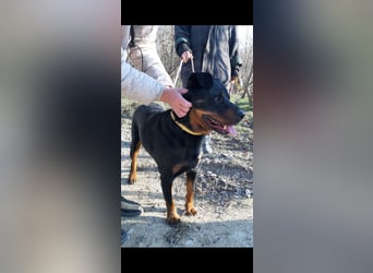 Duke VA - Großer Schmuser auf der Suche nach einem Zuhause