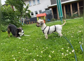 Paula - freundliche, aktive, katzenverträgliche Malteser Mix Hündin / Pflegestelle in Brakel