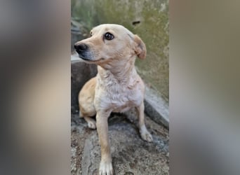 ALBA ❤️ Eilig! sucht Zuhause oder Pflegestelle