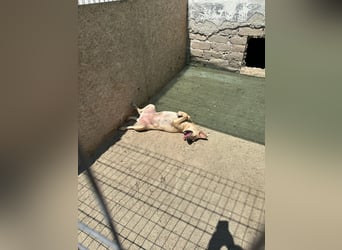 MELINA, Hündin, 3 Jahre, 48 cm, Mischling, Tierschutz