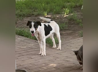 Maxi von kettenlos