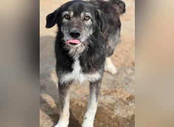 Boomer - freundlicher Schatz