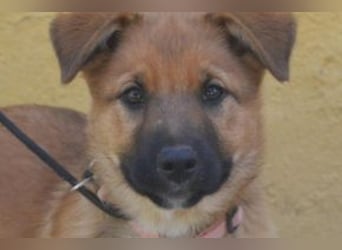 Rosi, ein verspieltes Hundekind auf der Suche nach einem Zuhause fürs Leben