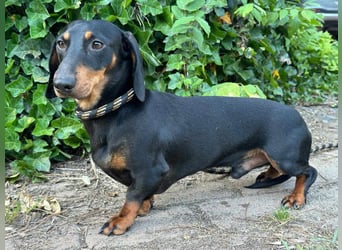 Gerry, geboren 02.09.2023, 24cm sucht sein Körbchen