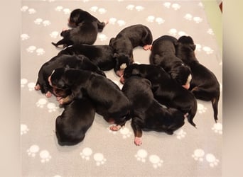 Entlebucher Sennenhund-Welpen "vom Zwergenstübchen" mit Ahnentafel