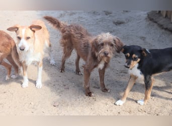 Curly, Mix Podengo / Labradoodle, lieb und sozial
