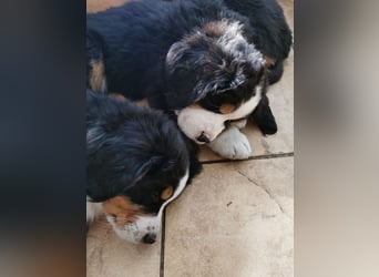 Berner Sennen Welpen