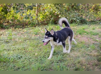 Chip-Nr. 245725 - der hübsche Husky-Mix Rüde möchte mit seinen Menschen tolle Abenteuer erleben