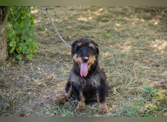 Eliot: Sucht ein Zuhause