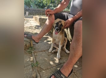 Choco sucht seine Familie
