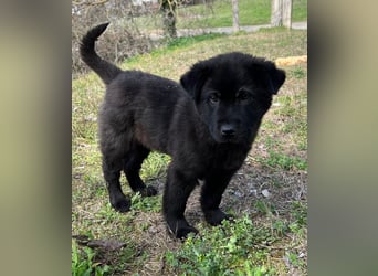 Hachiko, geb. ca. 01/2025, lebt in GRIECHENLAND, auf einer privaten Pflegestelle